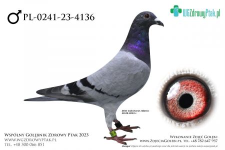 PL-0241-23-4136: AGNIESZKA TRUSZCZYNS, 6. Lotnik, m in 8m, 18m, 23m z FINAŁU  prawdopodobnie samiec