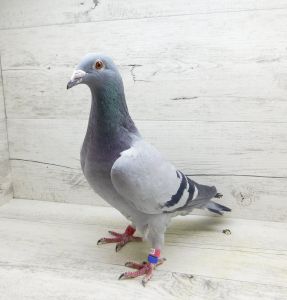 PL-0244-17-8795 Samica z gołębnika lotowego Klamper x Verboven