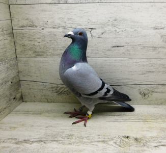 PL-0244-20-121 młody gołąb zaliczył 4 loty konkursowe