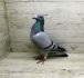 PL-0244-20-121 młody gołąb zaliczył 4 loty konkursowe