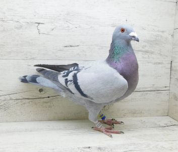 PL-0244-20-134 samiec z gołębnika lotowego Oleksiak/Żak