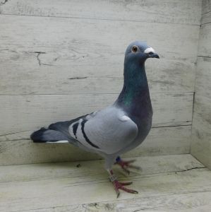 PL-0244-20-8891 samiec z gołębnika lotowego Drapa x Heremans
