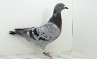 PL-0245-19-222