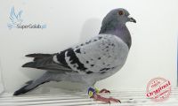 PL-0245-19-290