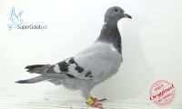 PL-0245-19-3863