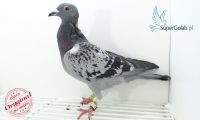 PL-0245-19-408