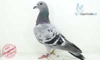 PL-0245-19-6641