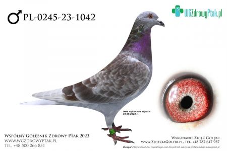 PL-0245-23-1042: ARUSINKOWSKI, m in 49m, 39m  prawdopodobnie samiec