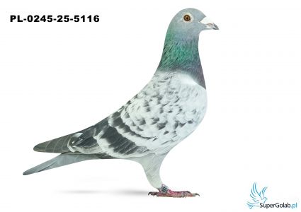 PL-0245-25-5116 11. OKRĘG OLSZTYN 