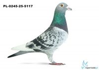 PL-0245-25-5117 11. OKRĘG OLSZTYN