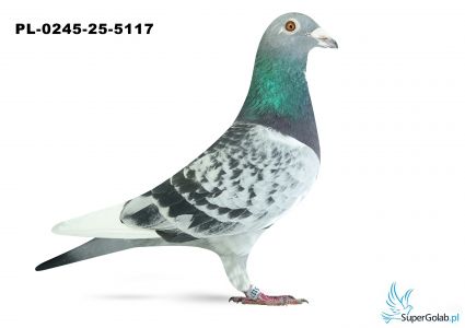 PL-0245-25-5117 11. OKRĘG OLSZTYN