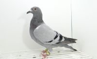 PL-0246-19-2432