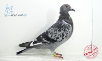 PL-0246-19-6620