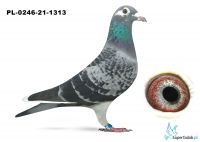 PL-0246-21-1313