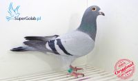 PL-0248-12-6908