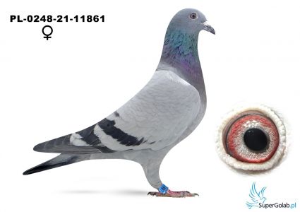 PL-0248-21-11861  Derewlany Edward