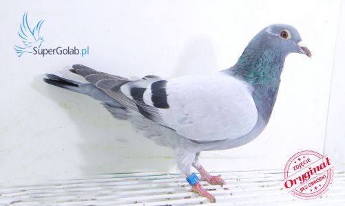 PL-0248-21-4287 Wnuk Biały Ogon