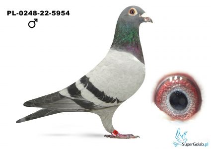 PL-0248-22-5954