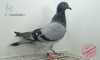 PL-0248-22-5988