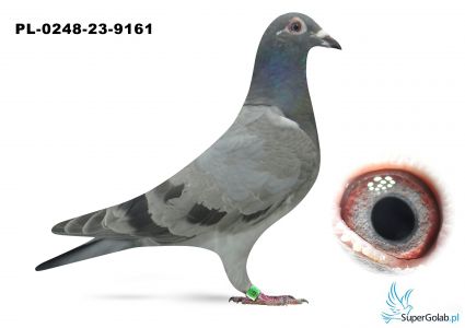 PL-0248-23-9161