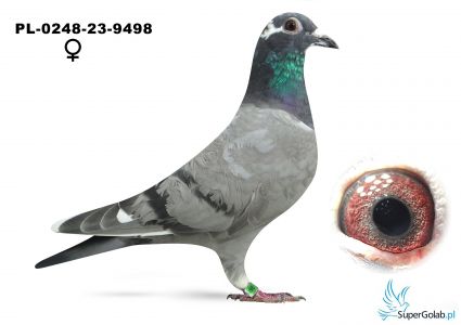 PL-0248-23-9498 