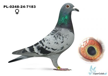 PL-0248-24-7183