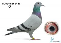 PL-0248-24-7187