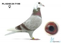 PL-0248-24-7198