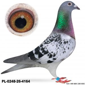 PL-0248-26-4164
