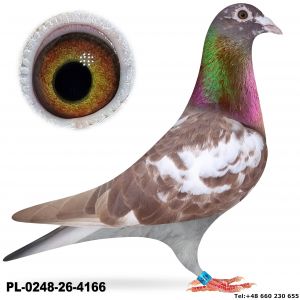 PL-0248-26-4166