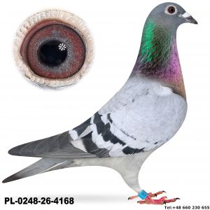 PL-0248-26-4168