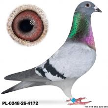 PL-0248-26-4172