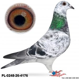 PL-0248-26-4176