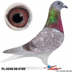 PL-0248-26-4180