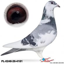 PL-0248-26-4181