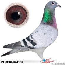 PL-0248-26-4186