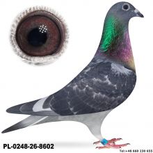 PL-0248-26-8602