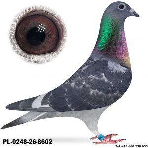 PL-0248-26-8602