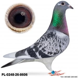 PL-0248-26-8606