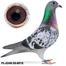 PL-0248-26-8610
