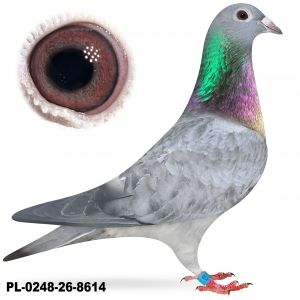 PL-0248-26-8614