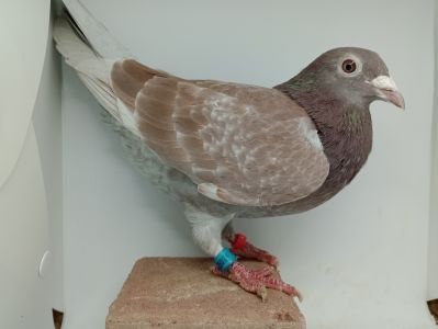 PL-0250-13-9823 - bardzo dobra lotniczka ponad 30 konkursów, org. Krzysztof Kocon