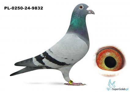 PL-0250-24-9832