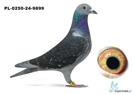 PL-0250-24-9899