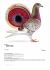 PL-0250-25-341 Centrum Hodowlane Europa