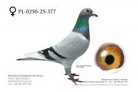 PL-0250-25-377: Centrum Hod Europa