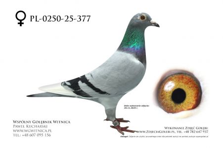 PL-0250-25-377: Centrum Hod Europa