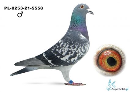 PL-0253-21-5558 Silesia Team