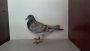 PL-0253-26-3417 Czerwony