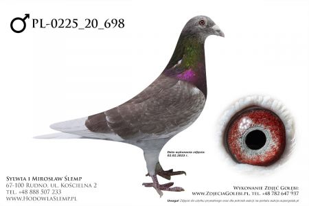 PL-0255-20-698 - podwójny inbred na słynnego 808 od Karola Paszka